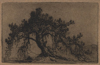 KG 18274
<br/>
Denneboom
<br/>
<em>Nachenius, Jan Coenraad (1890-1987)</em>